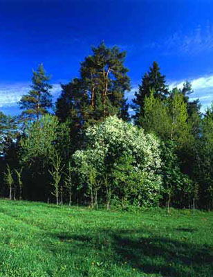 ,   - Russia, Averest